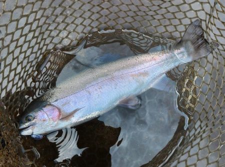 エキスパートエリアで大物狩り ～平谷湖フィッシングスポット～